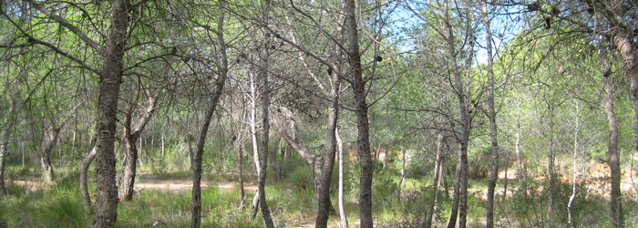 Gestión Forestal